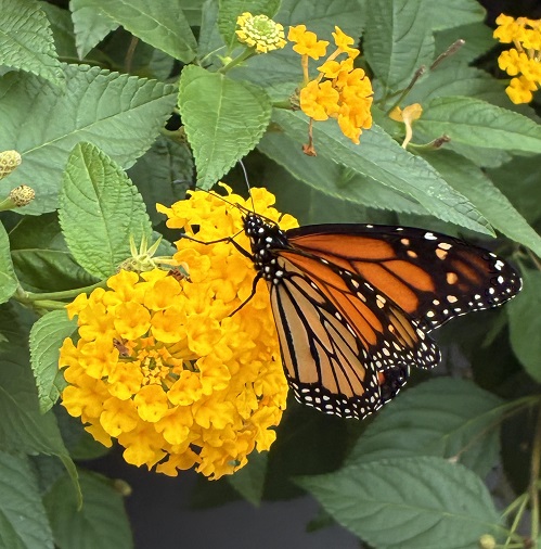 monarc lantana.jpg